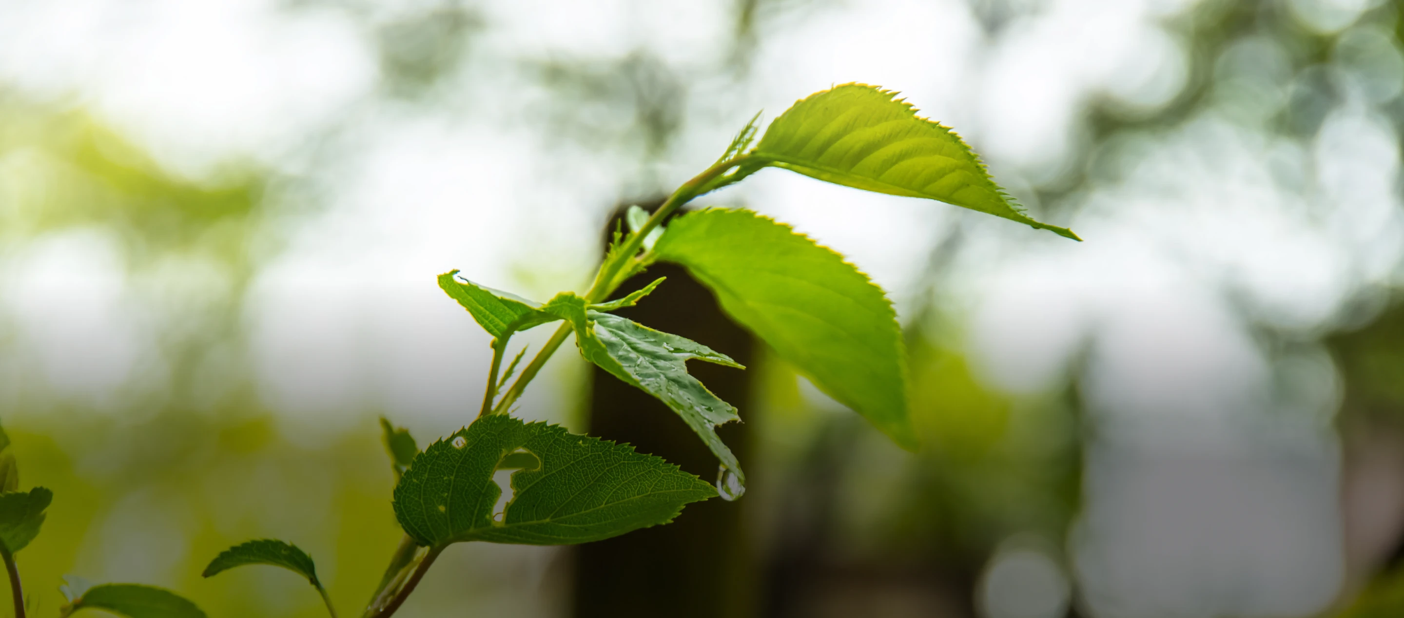 Biodiversity and Ecosystem